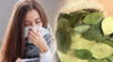 La planta medicinal que combate resfriados y fortalece el sistema inmune.