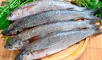 El pescado más venenoso del mundo, puede tener hasta 70 parásitos.