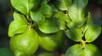 Beneficios de la hoja de limón: usos medicinales, digestivos y un remedio natural que te sorprenderá