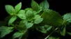 Conoce los grandes beneficios de la menta para tu salud, esta planta podría sorprenderte