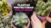 Plantas que alejan la envidia y las malas energías: cuáles tener en casa y cómo usarlas