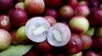 Beneficios del camu camu: la fruta amazónica con más vitamina C que fortalece tu cuerpo