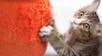 ¿Cómo evitar que el gato acabe con los muebles de casa? Sigue estos consejos de especialistas