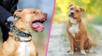 ¿Los perros pitbull son agresivos por naturaleza? Esto dicen los expertos en medio de los ataques reportados en Los Olivos