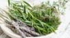 3 plantas medicinales para eliminar cálculos renales.