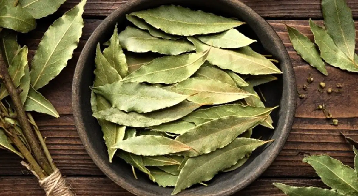 Laurel: la planta milenaria que te protege de la diabetes y la indigestión