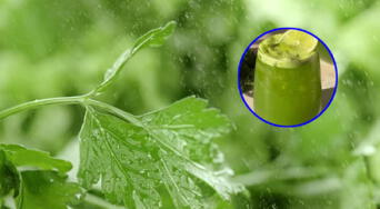 Un vaso al día: el remedio natural que limpia el hígado graso y regula el colesterol