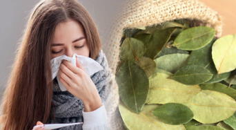 La planta medicinal que combate resfriados y fortalece el sistema inmune, según la ciencia