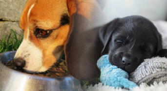 Convivir con animales: El impacto positivo en el corazón, la ansiedad y el bienestar emocional