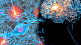 Científicos descubren que podemos "predecir" el futuro: impactante evolución en las neuronas del cerebro humano