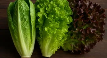 ¿Cuál es la lechuga más saludable? Conoce la variedad que más vitaminas aporta