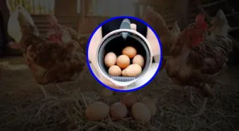 Beneficios y riesgos del huevo en tu alimentación diaria, según el cardiólogo José Abellán