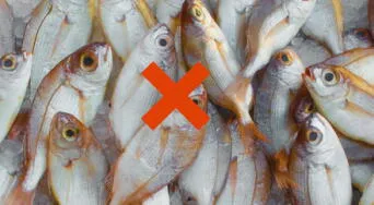 Alerta médica: el pescado con altísimo mercurio que debes evitar, según expertos