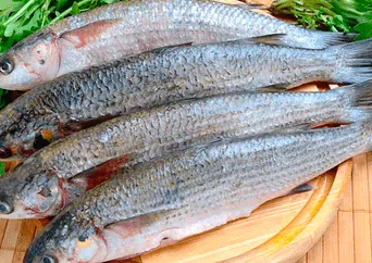 ¡Cuidado! Este es el pescado más venenoso del mundo, puede tener hasta 70 parásitos y se consume con frecuencia en casa