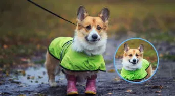 ¿Cómo cuidar a tu perro en días lluviosos? Consejos para proteger a tu mascota y evitar accidentes