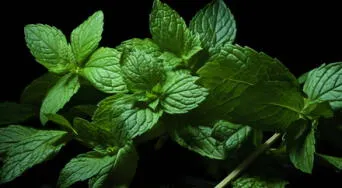 Conoce los grandes beneficios de la menta para tu salud, esta planta podría sorprenderte