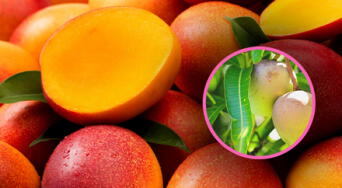 Hojas de mango: descubre sus sorprendentes beneficios y cómo puede transformar tu salud