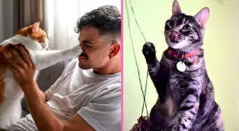 ¿Cómo reconocen los gatos a su persona favorita? Descubre las señales que lo evidencian, según especialistas