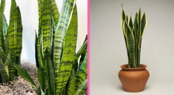 Esta es la forma más efectiva de limpiar tu sansevieria o lengua de suegra: el truco casero que sí o sí puedes aplicar