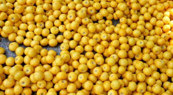 El "oro amarillo" que rejuvenece tu piel: la fruta que combate arrugas y estimula el colágeno