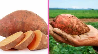 Camote: propiedades curativas, beneficios nutricionales y cómo puede ayudarte a prevenir enfermedades