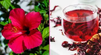 ¿Qué tiene la flor de Jamaica que la vuelve tan poderosa para tu salud? Esto dicen los expertos
