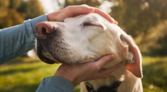 Qué hay detrás del impulso de acariciar perros cada vez que los ves, esto dice la psicología