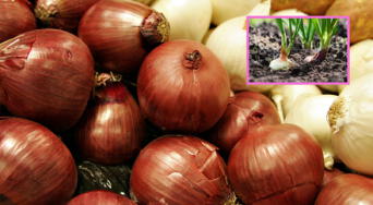 Propiedades de la cebolla y su aporte nutricional para potenciar tu salud según expertos