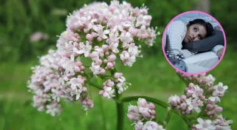 ¿Es la valeriana la mejor infusión para dormir y aliviar el insomnio? Expertos opinan