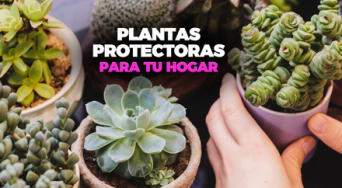 Plantas que alejan la envidia y las malas energías: cuáles tener en casa y cómo usarlas