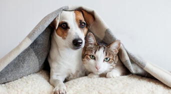 Perros y gatos con piel saludable: cada cuánto bañarlos y por qué el cepillado es esencial para su salud