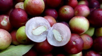 Beneficios del camu camu: la fruta amazónica con más vitamina C que fortalece tu cuerpo