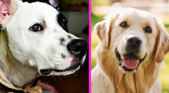 Día Mundial del Perro: por qué se celebra el 21 de julio, una fecha para reflexionar, cuidar y adoptar