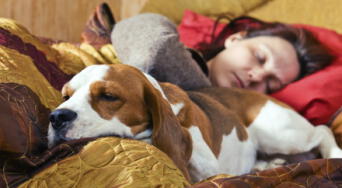 ¿Es adecuado dormir con tu perro en la cama? Una veterinaria responde con argumentos claros