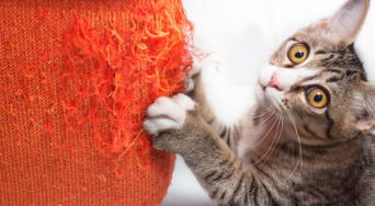¿Cómo evitar que el gato acabe con los muebles de casa? Sigue estos consejos de especialistas