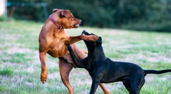 ¿Tienes varios perros en casa? Así puedes evitar que peleen, según una adiestradora canina