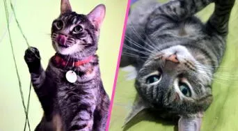 Día del Gato: por qué el 8 de agosto se celebra, qué impulsa esta fecha y cómo cuidar a tu felino para que se sienta seguro