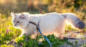 ¿Por qué no se debe sacar a los gatos a la calle con correa? Experto explica el riesgo y el problema detrás de esta práctica