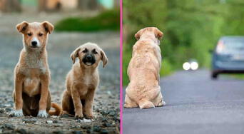 Abandono de perros: así afecta emocionalmente a las mascotas, según especialistas