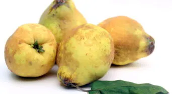 Membrillo: descubre sus propiedades curativas, valor nutricional y formas de preparación de este fruto, según expertos