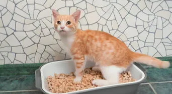 Descubre cómo eliminar el olor a heces de gato en casa sin usar cloro, según expertos
