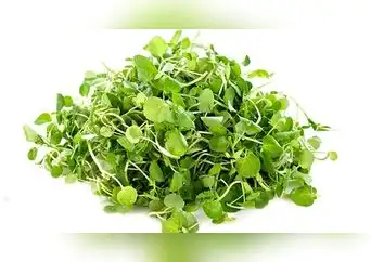 Qué propiedades tiene el berro y por qué es considerado el vegetal más nutritivo