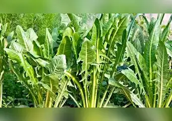 Achicoria: la planta natural que mejora tu digestión y ayuda a perder peso Achicoria: la planta natural que mejora tu digestión y ayuda a perder peso