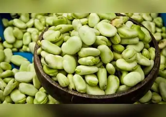 Las habas, las semillas verdes que son aliadas para el colesterol, azúcar y tu intestino Las habas, las semillas verdes que son aliadas para el colesterol, azúcar y tu intestino