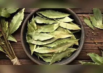 Laurel: la planta milenaria que te protege de la diabetes y la indigestión Laurel: la planta milenaria que te protege de la diabetes y la indigestión