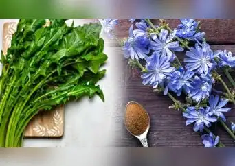 Para qué sirve la achicoria: beneficios, propiedades y usos Para qué sirve la achicoria: beneficios, propiedades y usos