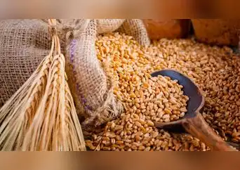 Beneficios de la cebada y cómo ayuda a la salud intestinal y prevención de enfermedades