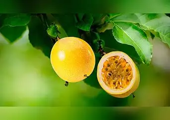 Maracuyá: la fruta exótica con propiedades digestivas, antiinflamatorias y antioxidantes