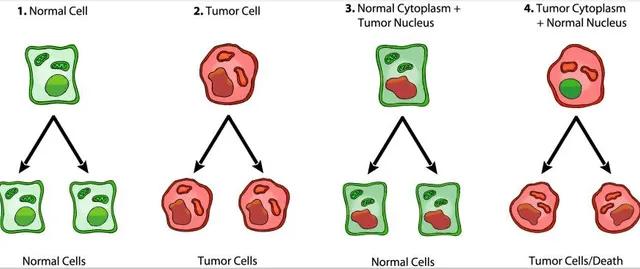 Así funcionan las células cancerígenas. Foto: National Library of Medicine Así funcionan las células cancerígenas. Foto: National Library of Medicine