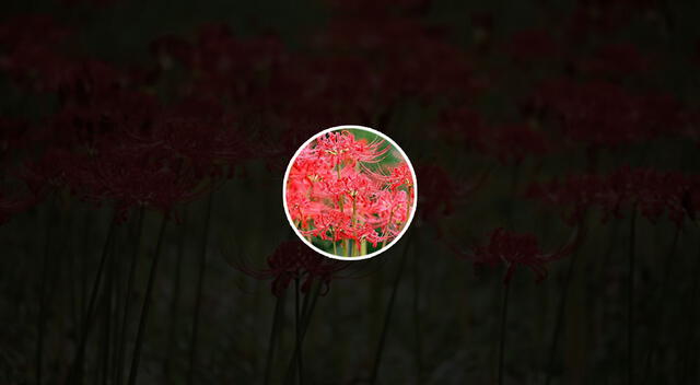 Recuerda que la mayoría de plantas necesitan de la luz del sol para poder vivir. Foto: composición GLR/difusión Recuerda que la mayoría de plantas necesitan de la luz del sol para poder vivir. Foto: composición GLR/difusión